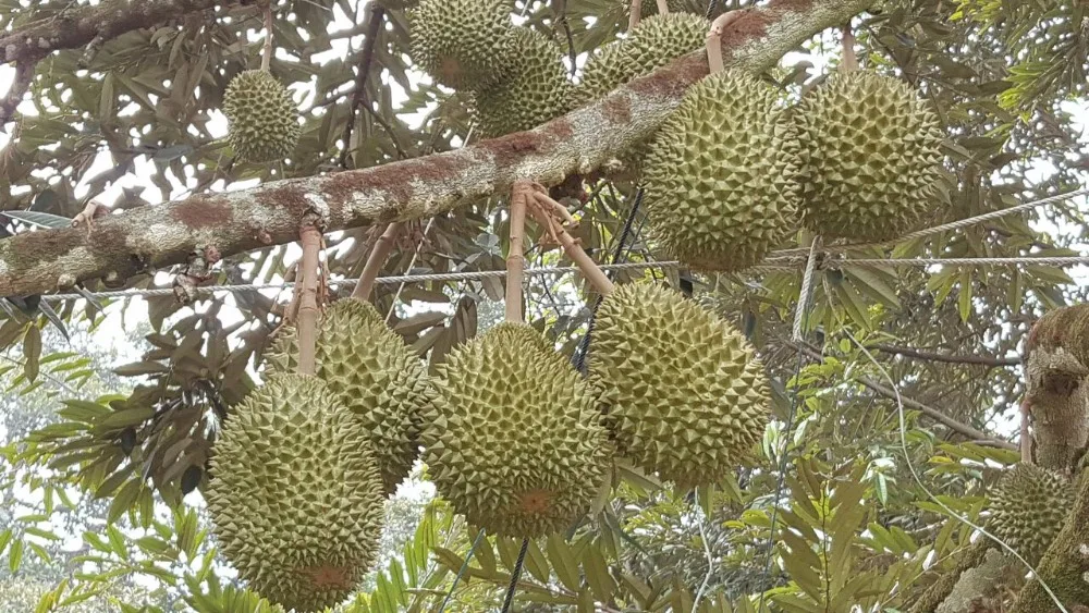 
Wholesale Malaysia Premium Whole FROZEN MUSANG KING Durian d197 