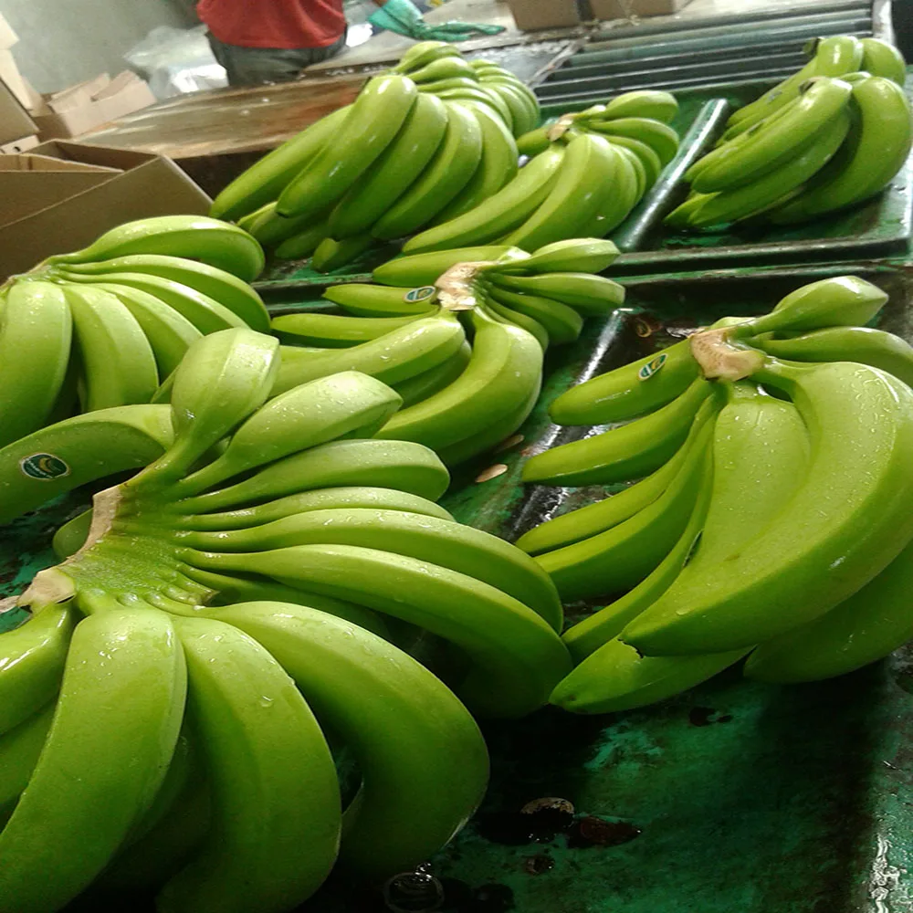 
BANANAS FRESH FRUIT!!!! 