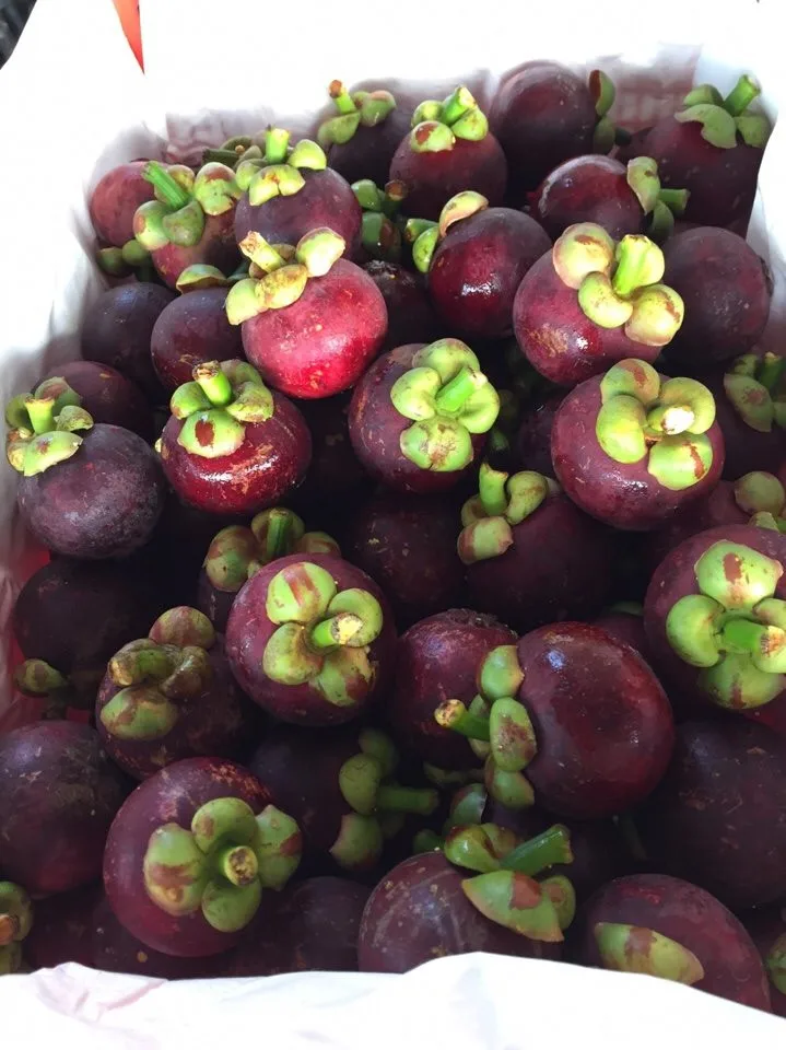 HIGH QUALITY 100% FRESH TASTY MANGOSTEEN FRUIT SPECIAL FROM VIETNAM WITH COMPETITIVE PRICE