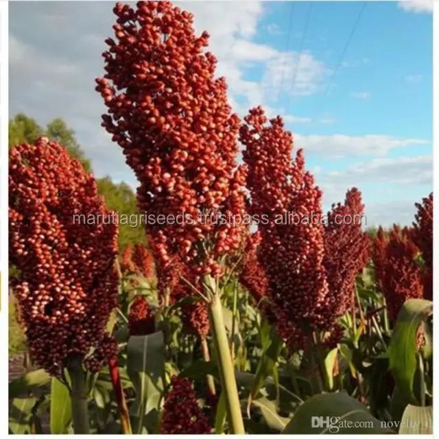Sorghum Seeds - 2017 New Crop