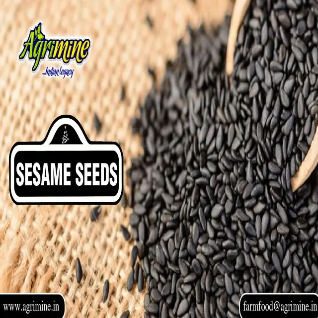 Содержание масла семян черного моря