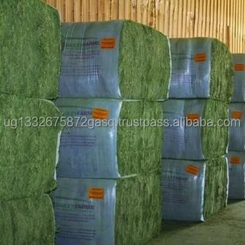 Non-GMO Alfafa Hay for Animal Feeding Alfalfa / Timothy Hay and Bermuda Hay for sale