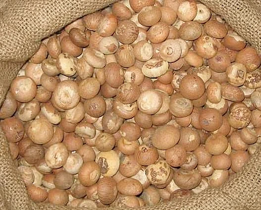 WHOLE DRIED BETEL NUTS FROM VIETNAM WITH COMPETITIVE PRICE AND HIGH QUALITY EXPORT IN 2022
