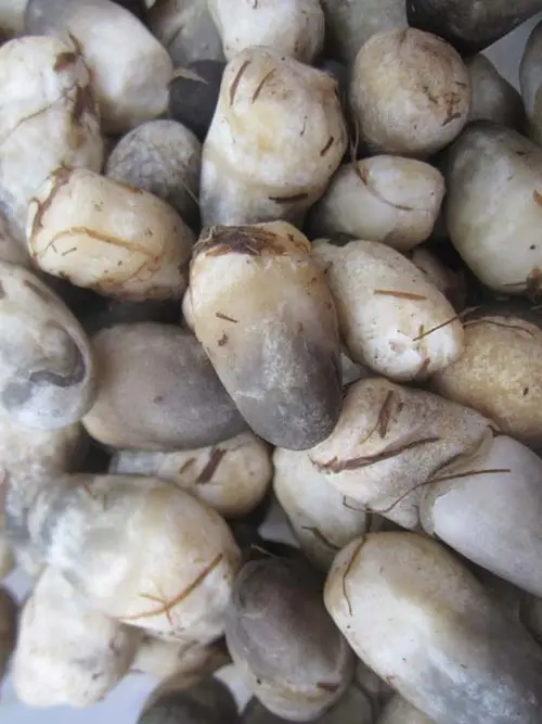 WHOLESALE FRESH STRAW MUSHROOM IN BULK (Whatsapp: +84 845 639 639) in 2021