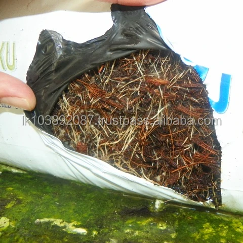 Coco peat grow bag for green house from Sri Lanka