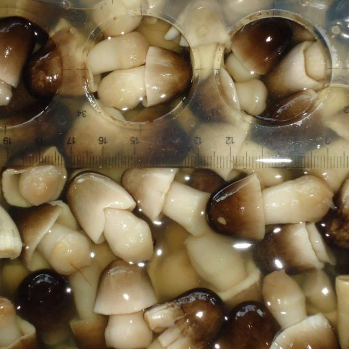 Straw mushroom canned best taste from Vietnam +84 845 639 639