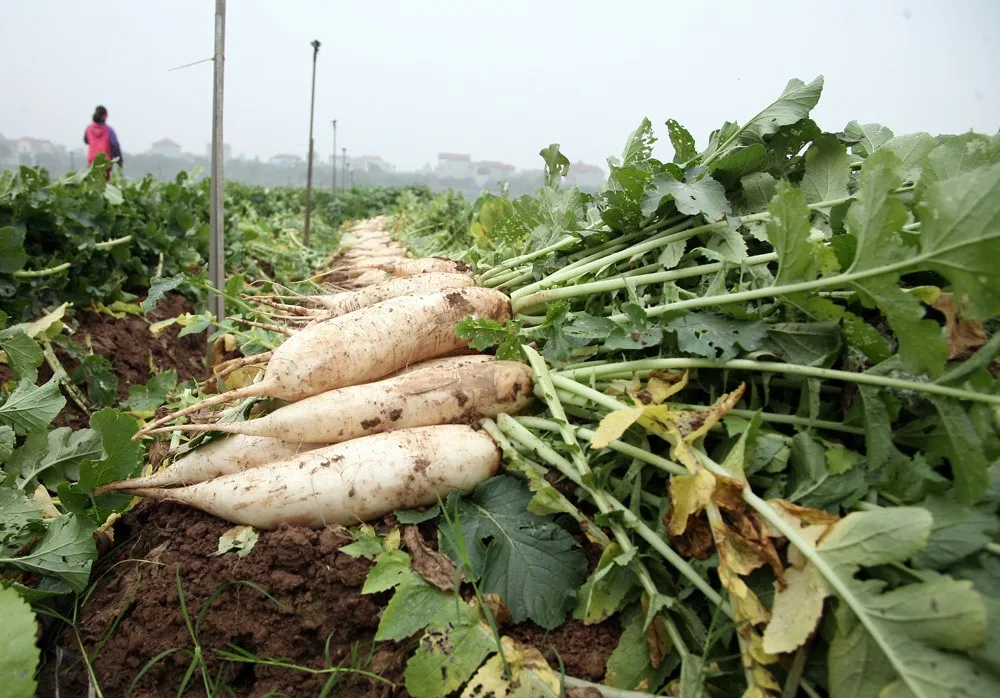 FRESH DAIKON RADISH in BIG SIZE 2020