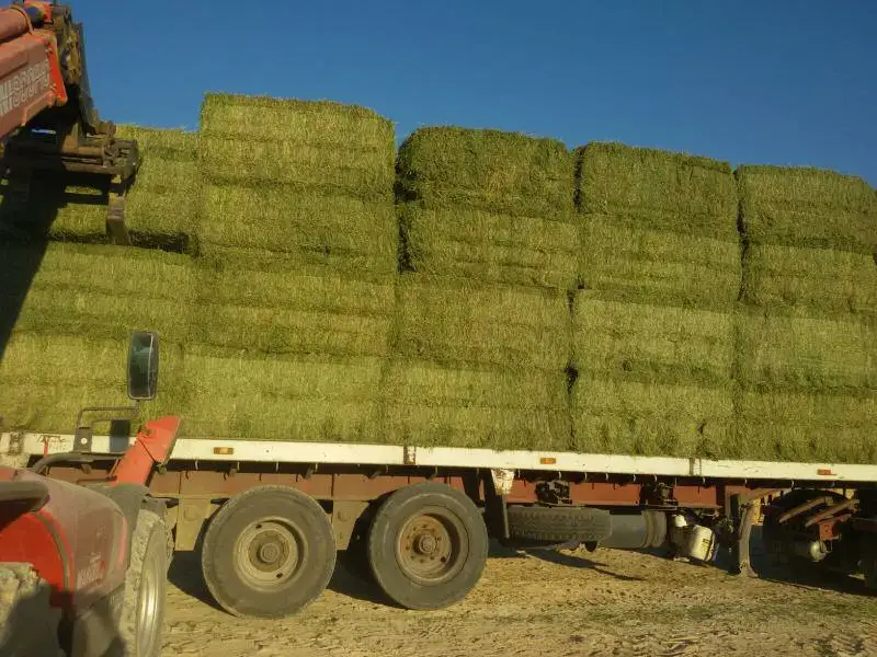 Alfalfa Hay , High quality , fresh crop