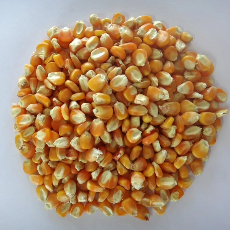 
New Crop Dried Yellow Maize 