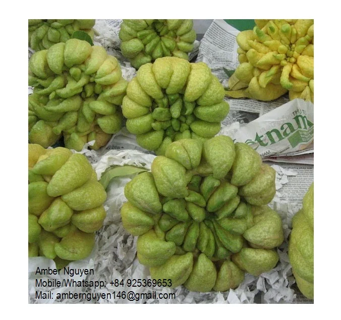 Thousand Hand Buddha  - Finger Citron - Worship fruits -  from Vietnam / Amber +84925369653 whatsapp/mobile