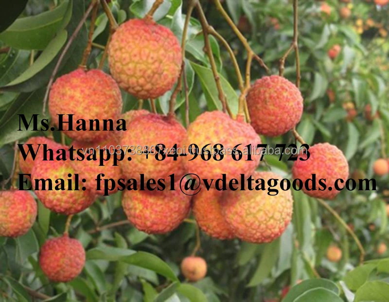 High Quality Canned Lychee / Litchi / Lichee In Vietnam in 2020 / Whatsapp +84 845639639