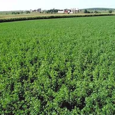 
100% Pure Alfalfa Hay/Timothy Hay/Lucerne Hay For Animal Feed 