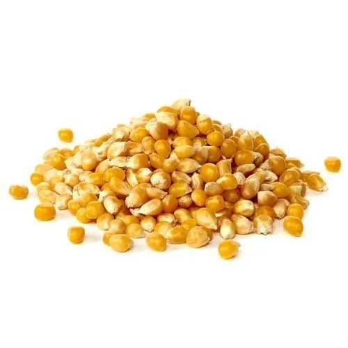 Indian Exporters Of Yellow Maize