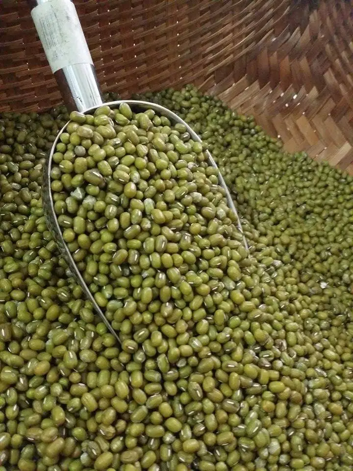 CHINESE MUNG BEAN/GREEN GRAM/whatsapp: +84 845 639 639
