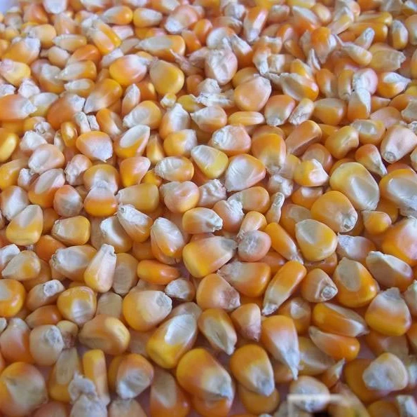 
 Индийские кукурузные ядра  