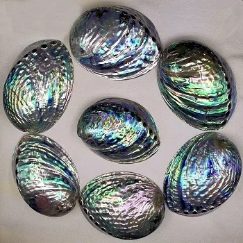 Polished New Zealand Abalone Shell.