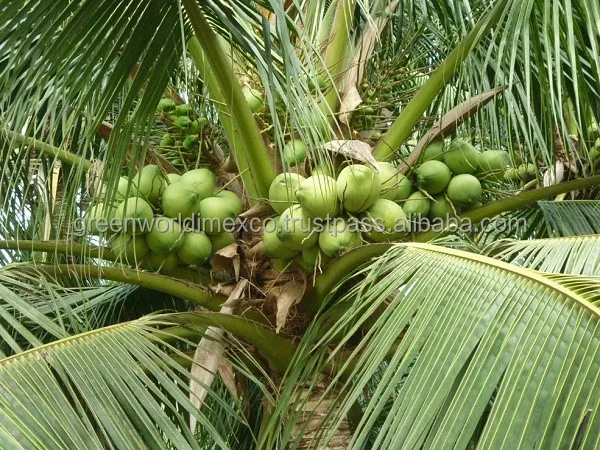 NATA DE COCO - AMAZING PRICE