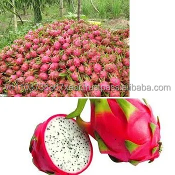 VIETNAM DRAGON FRUIT.