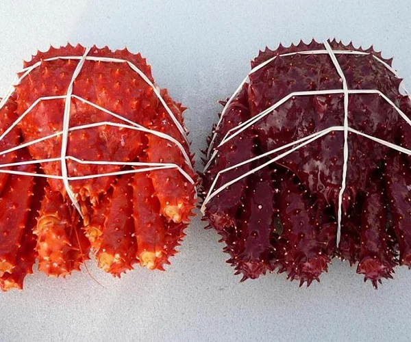 Crab, Fresh Frozen and Live Mud Crabs Red King Crabs Soft Shell Crabs , Blue Crab