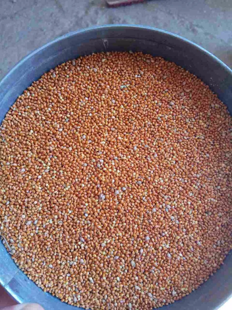 
Best Selling Wholesale Bird Feed Seeds Of Ukrainian origin Red Millet for Birds 