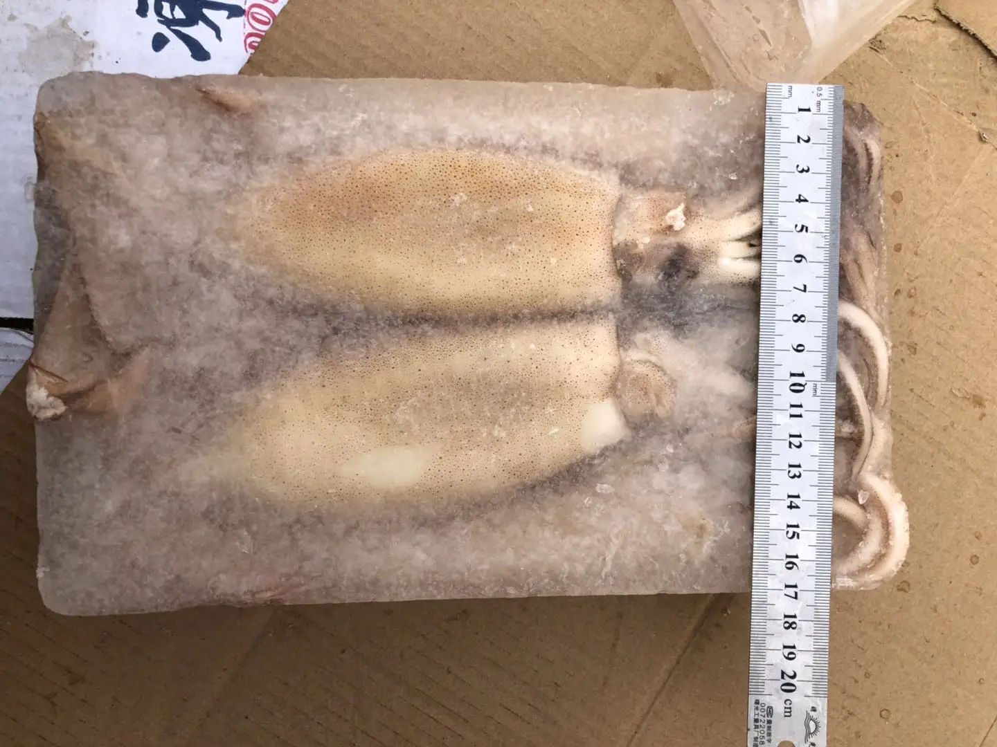 Block frozen illex squid whole round