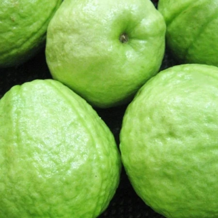 
FRESH CLASS 1 GUAVA, PREMIUM QUALITY FRESH GUAVA 