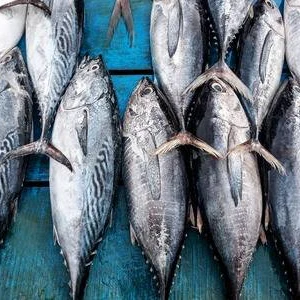 
Best Quality Big Size Frozen Striped Bonito Tuna 
