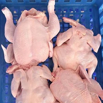 Halal  Chicken Feet  Frozen Chicken Paws Thailand/Chickens Wings