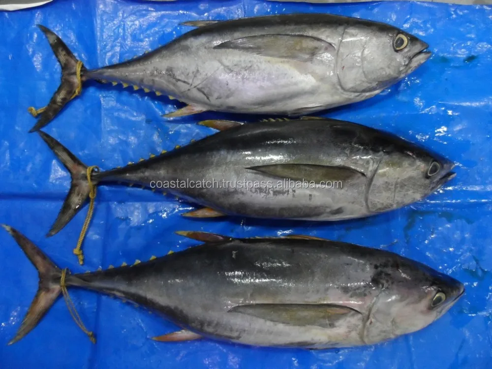 
YELLOW FIN TUNA 4kg/10kg 10KG/20KG, 20KG/30KG, 30KG/UP 