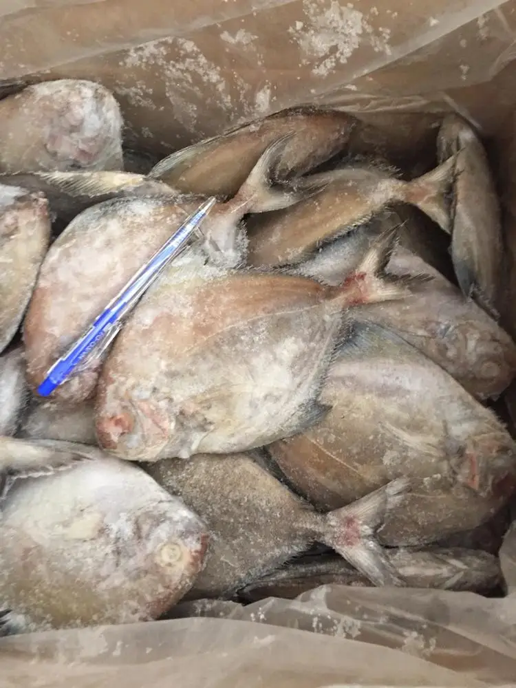 FROZEN BLACK POMFRET