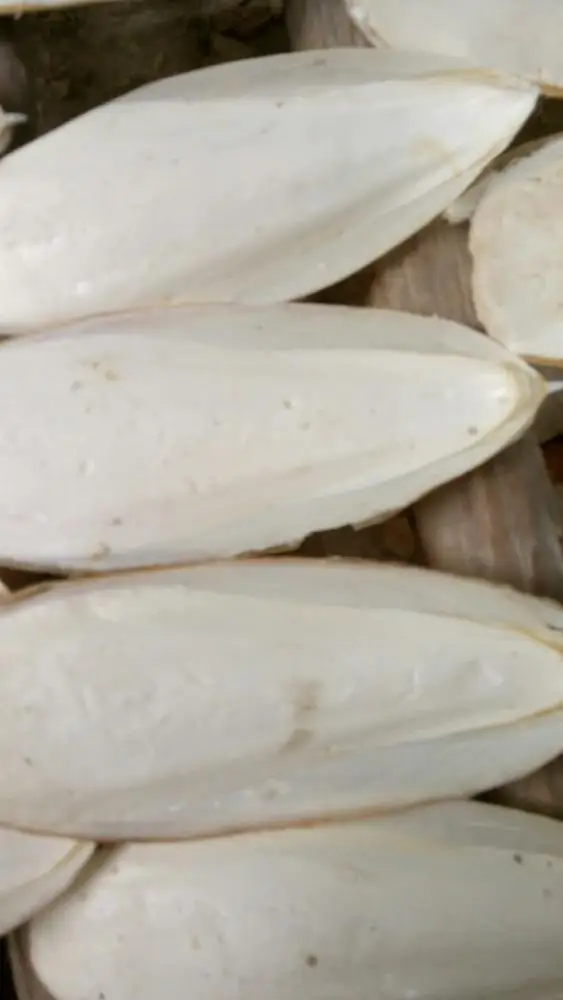 
Cuttle Fish Bone/ Cuttlefish Bone/Squid Bone For Producing Medicine (Ms Phoebe) 