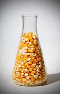 Indian Exporters Of Yellow Maize