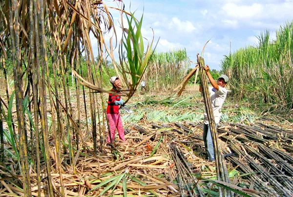 High Quality Sugarcane Molasses for Animal Feed With Bulk Quantity