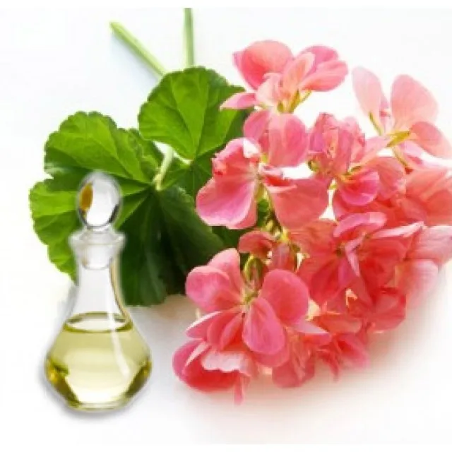 Hot sale 100% Pure and Natural rose Geranium Essential Oil for aromatherapy use