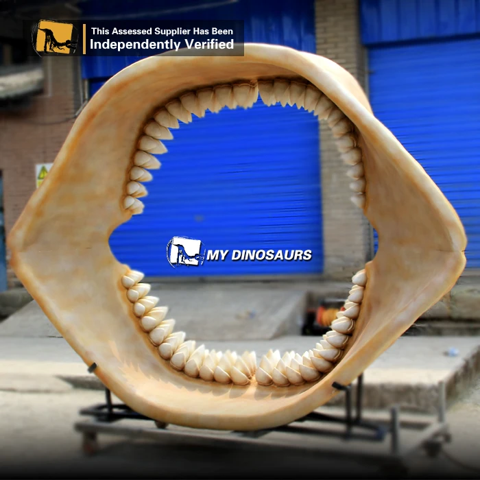 My Dino Fiberglass Fossil Shark Teeth for Museum