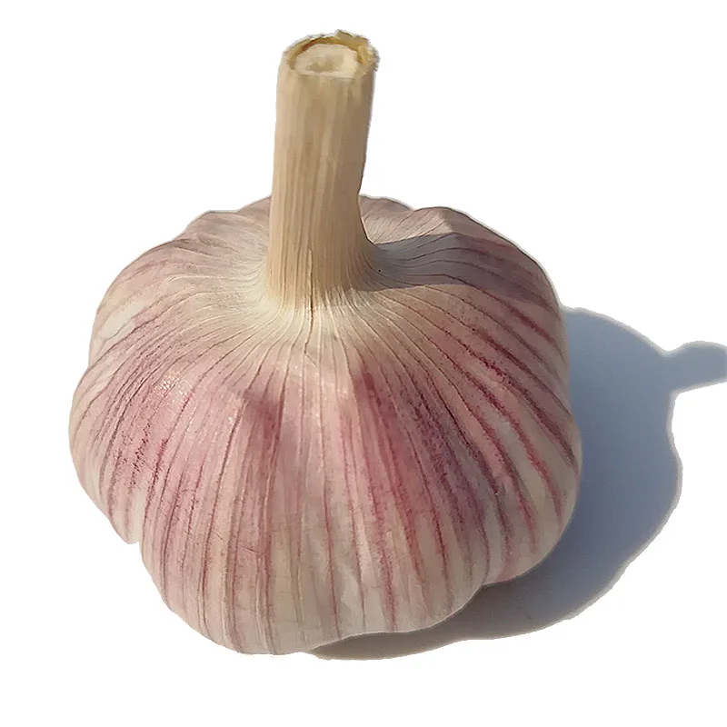 China Fresh Garlic Bawang Putih Price