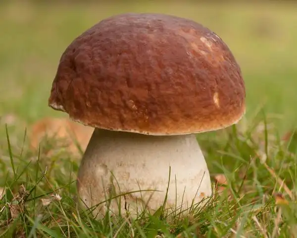 HOT PRICE BOLETUS MUSHROOM