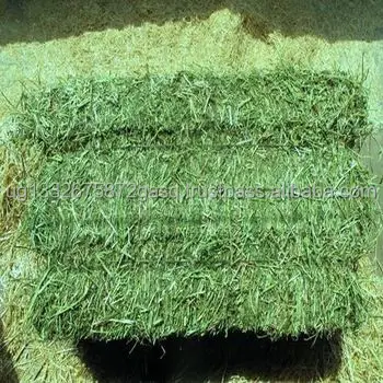 Non-GMO Alfafa Hay for Animal Feeding Alfalfa / Timothy Hay and Bermuda Hay for sale
