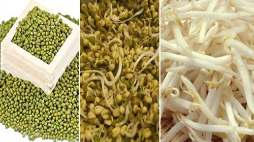VIETNAM VEGETARIAN MUNG Bean SPROUT CANNED PICKLED GREEN in 3000GR 3KG 3100ML A10 Tin CRUNCHY TASTE Steamed Vinegar 0.3 Kg Sour