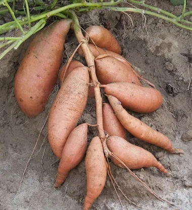 Fresh Bulky Sweet Potato for Sale