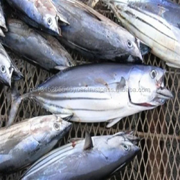 Frozen whole round bonito frozen bonito tuna fish 300-500G