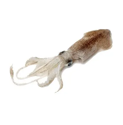 
LOLIGO SQUID 