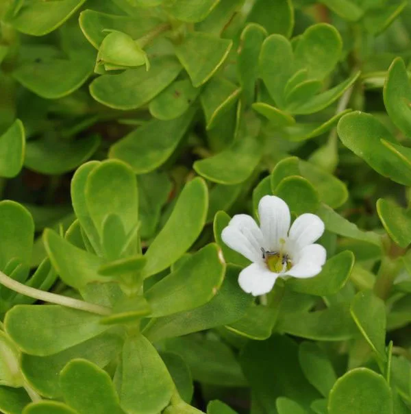 Buy Best Natural 100% Organic Herbal Real Triple Refined Indian Brahmi Leaves Powder
