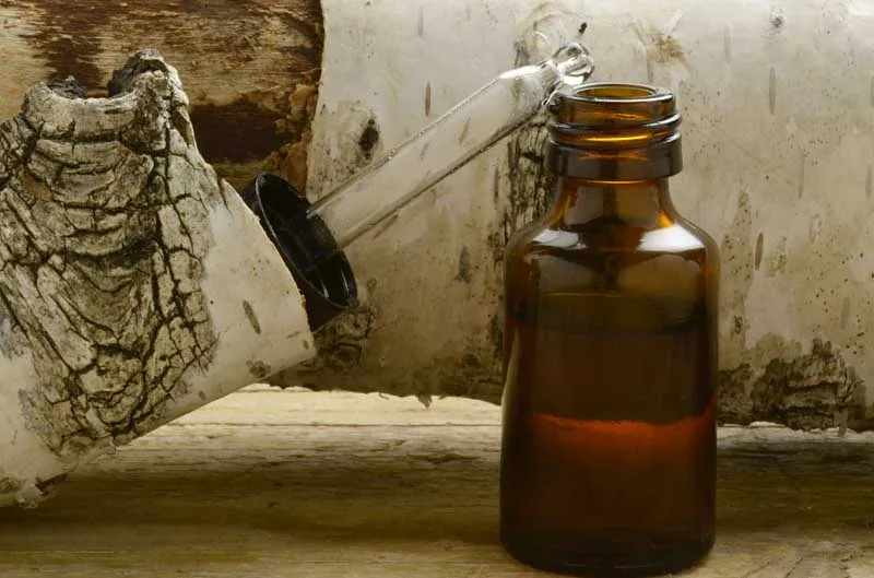 Manufacturer of 100% Pure and Organic Birch Essential Oil from India