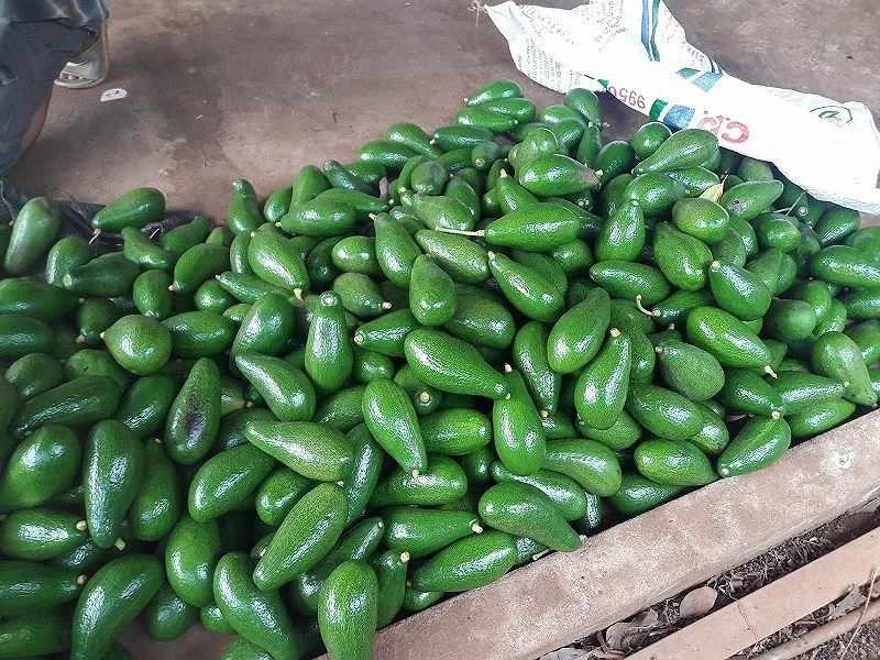 
Fresh Hass Avocado Fresh Fruit 