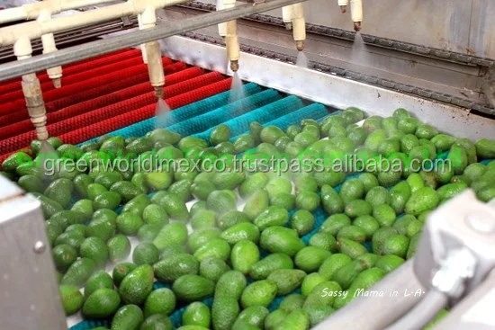 Свежий авокадо-Премиум качество для продажи