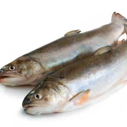 
Good quality frozen russian pink salmon 