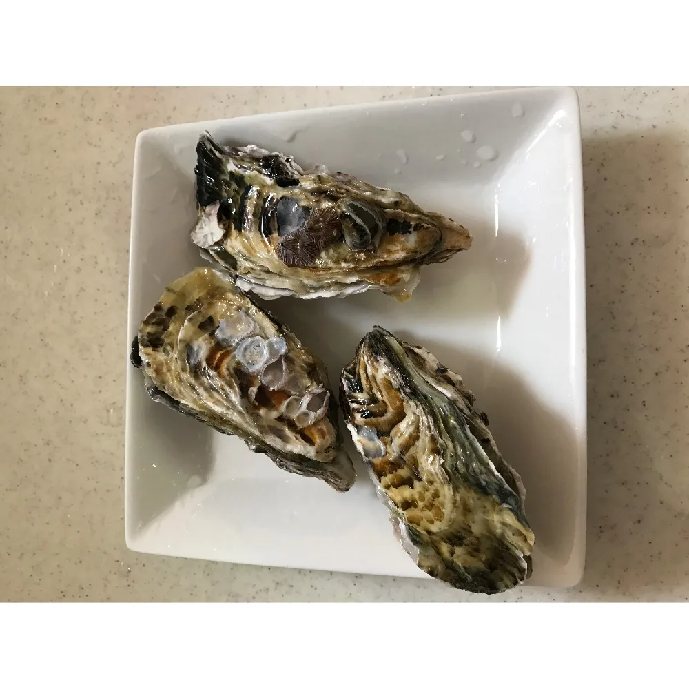 Frozen sea food fish oyster freezing within 2 hours after taking out of water tank