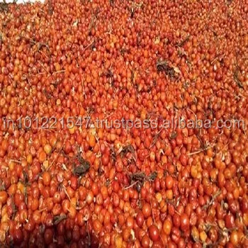 gloriosa superba seeds in Bulk