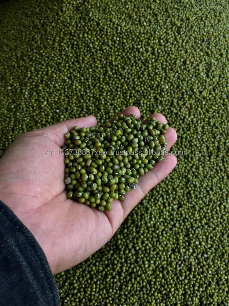 Высококачественная зеленая фасоль из Вьетнама в 2020 году